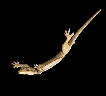 gecko skydiving in a wind tunnel