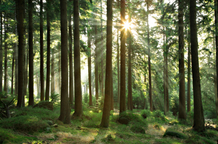 Sun leaking through the trees and their trunks in a forest.